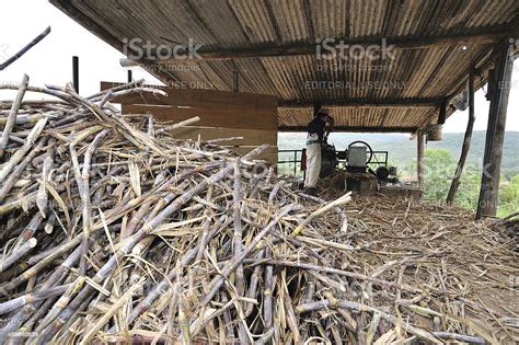 Cachaca Production Stock Photo - Download Image Now - Cachaça, Industry ...