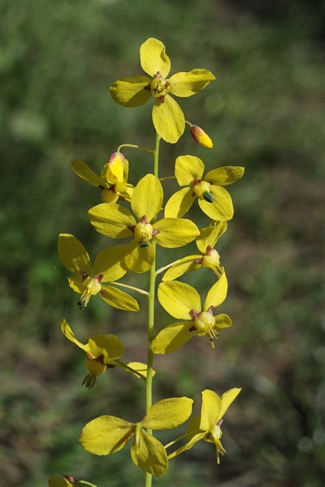 Epimedium colchicum - Изображение особи - Плантариум