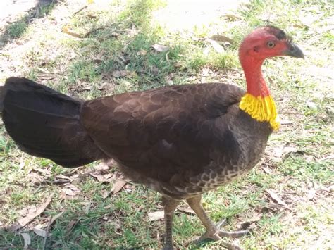 Gold Mine Picnic Area Sir Samuel Griffith Dr Mt Coot Tha Qld