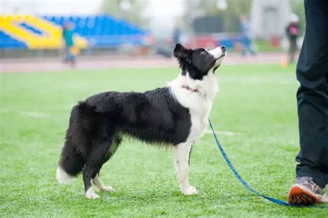 Border collie informacje wygląd charakter usposobienie