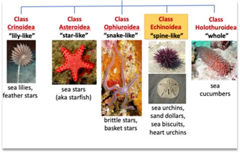 Phylums Echinodermata And Chordata Lab Practical 2 Flashcards Quizlet