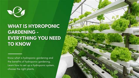 What Is Hydroponic Gardening Everything You Need To Know