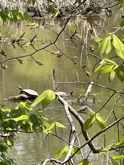 Northern Red Bellied Cooter From Anne Arundel County US MD US On