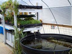 Tilapia Ideas Aquaponics Aquaponics Fish Aquaponics System