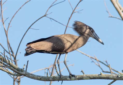 Hamerkop Bird Laura Erickson S For The Birds