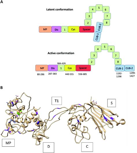 A Schematic Diagram Of Domain Structure Of Adamts In Open And