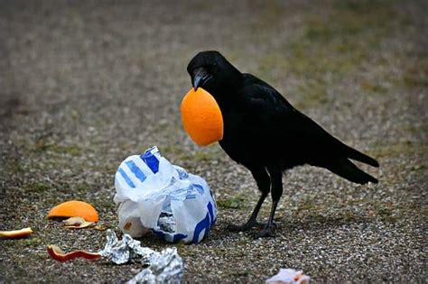 The Crow Diet: What Do Crows Eat? (8 favorite foods & strategy)