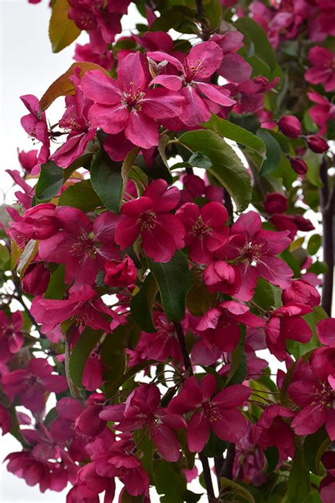 Red Barron Flowering Crabapple Malus Red Baron In Inver Grove