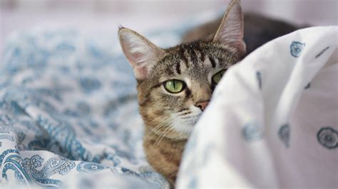 Besucher Kanal Spiral Wenn Katzen Im Bett Schlafen Lehrer Koreanisch