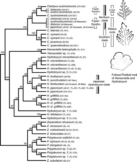 Molecular Phylogeny Of Cladopus And Hydrobryum Podostemaceae