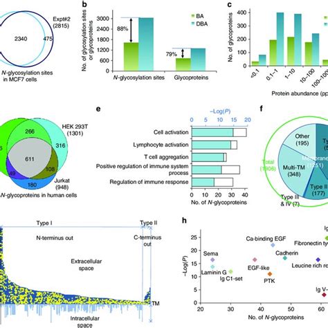 Comprehensive Analysis Of Protein N Glycosylation In Human Cells A