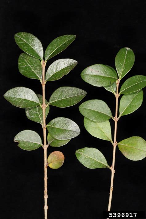 California privet (Ligustrum ovalifolium)