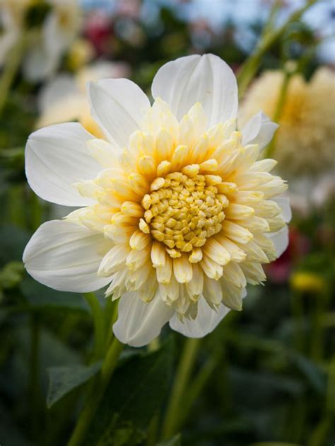 Platinum Blonde BULBi