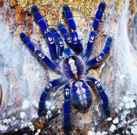 🔥 Gooty Sapphire Tarantula - NatureIsFuckingLit in 2020 | Pet tarantula ...