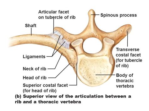 rib facet  vertebrae