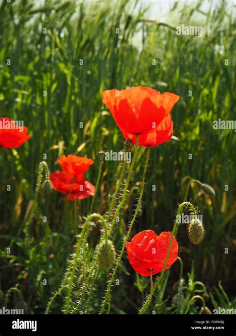 Poppy flower field Stock Photo - Alamy