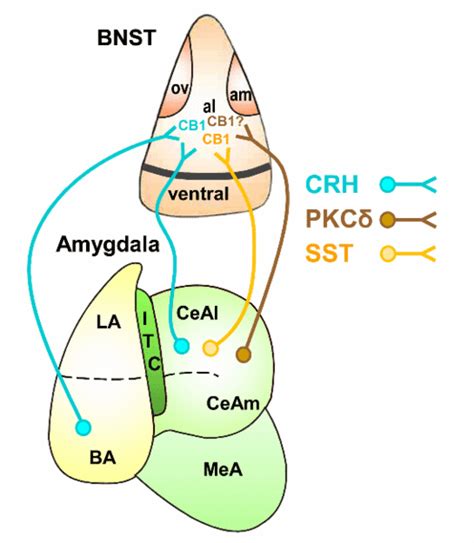 Cell Type Specificity Of Endocannabinoid Signaling In Amygdala BNST