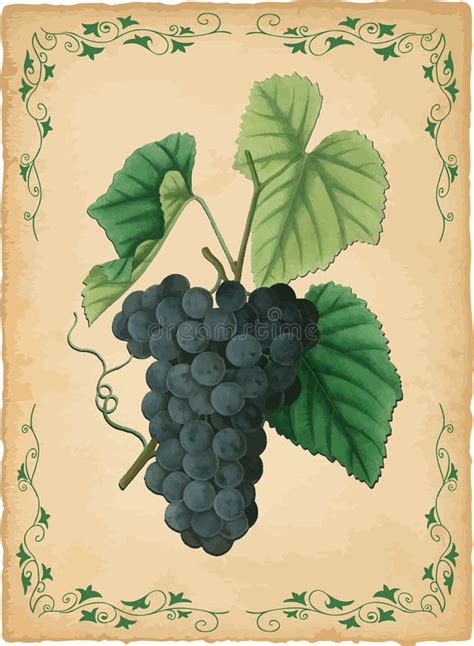 Ejemplo Del Estilo Del Vintage De Las Uvas De Vino Ilustraci N Del