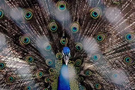 Peacock Facts For Kids | Peacock Diet & Habitat