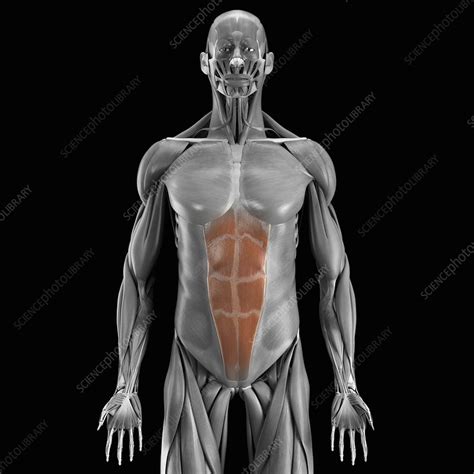 Abdominal Muscles Artwork Stock Image C020 2903 Science Photo