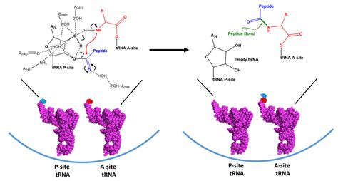 Protein Synthesis Biology Libretexts