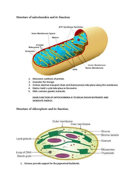 Structure of Mitochondria and Its Function (Fundamental Course) | PDF