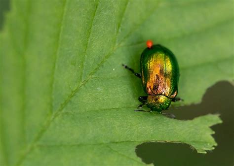 Beetle on Leaf · Free Stock Photo