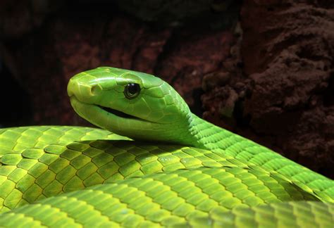 File:Mamba Dendroaspis angusticeps.jpg - Wikimedia Commons