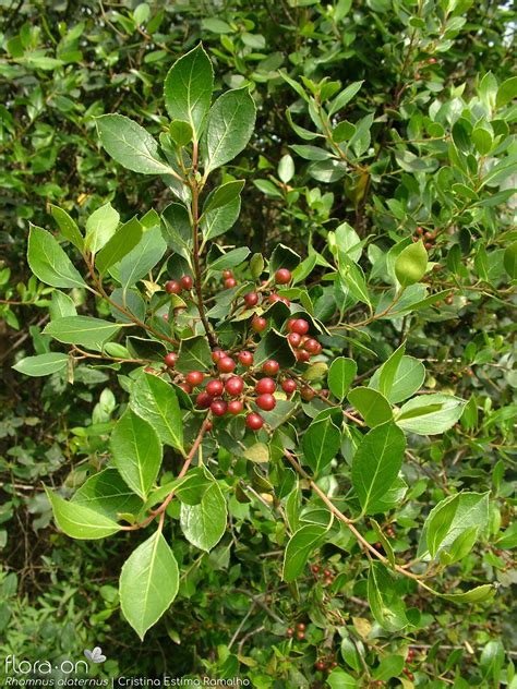 Rhamnus Alaternus Flora On