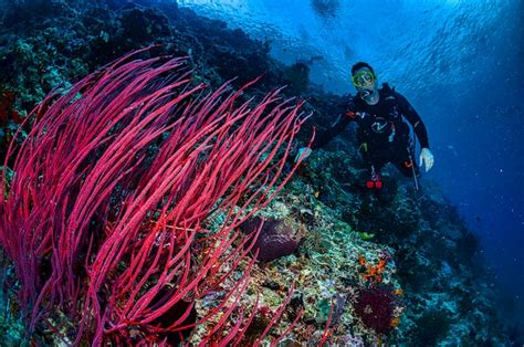 The Only Thing You Need To Know About Scuba Diving In Samoa