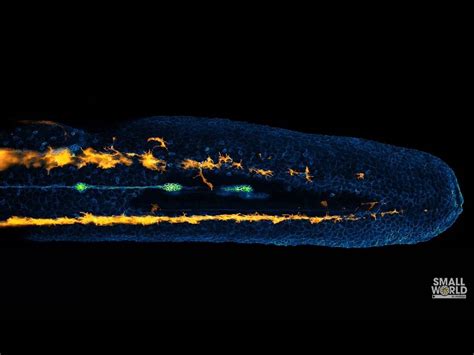 Life Science Watch: The Dynamics of Zebrafish Embryo Development ...