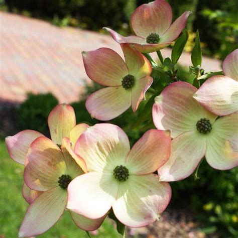 Hybrid Pink Dogwood (Compare to Stellar Pink®) | New Blooms Nursery