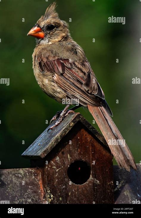 Female Northern Cardinal on the birdhouse roof Stock Photo - Alamy