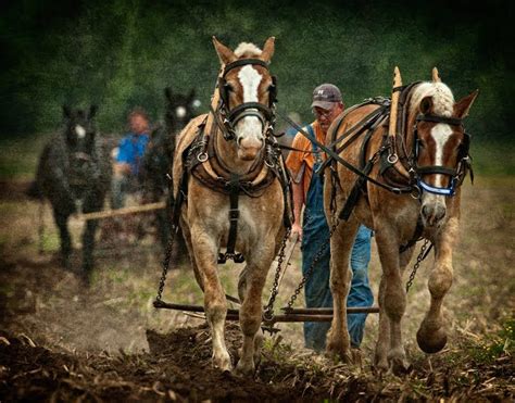 Beautiful Draft Horse Team Big Horses Clydesdale Horses Horses