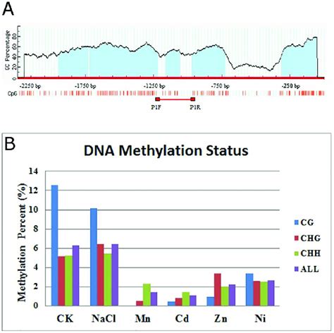 Dna Methylation Analysis Of The Osmtp Promoter Region A Schematic