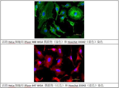强大的细胞膜标记工具——小麦胚芽凝集素 Wga 哔哩哔哩