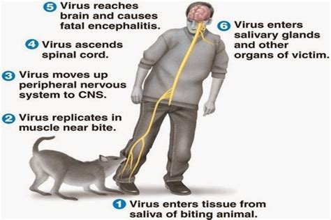 Waspada Rabies Bisa Ditularkan Monyet Kenali Gejalanya Pada Hewan