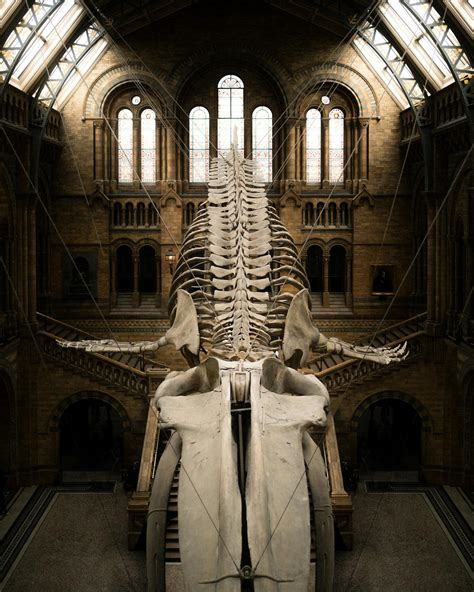 Natural History Museum Interior with Suspended Whale Skeleton · Free ...