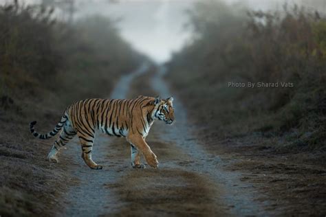 Unleashing the Secrets of Bengal Tiger Territory Marking