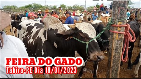 Feira Do Gado De Tabira PE Dia 18 01 2023 Juntas Pareas E Boi De