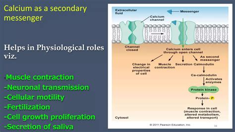 Signal Transduction And Translocation PPT