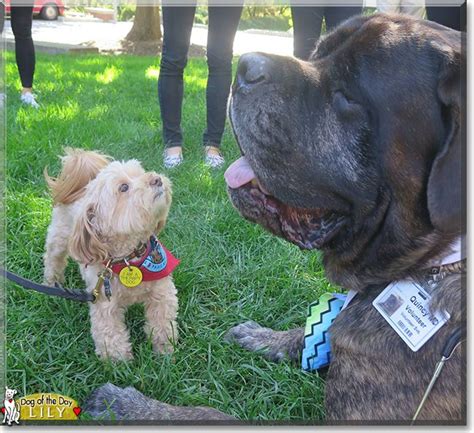 Lily the Maltese, Toy Poodle mix, the Dog of the Day | Poodle puppy ...