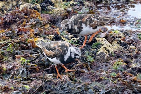 Turnstone Arenaria Interpres Irish Birding