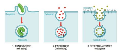 Intrinsic Factor - The Definitive Guide | Biology Dictionary