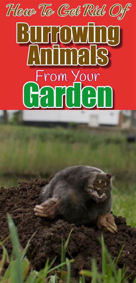 How To Get Rid Of Burrowing Animals From Your Garden In 2023 Smart