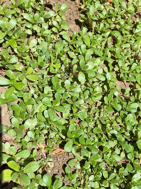 Organic Purslane Healthy Herbs Plants 10 Pcs Live Plants Etsy