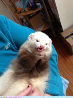 1000+ images about Ferret Food on Pinterest | Ferrets, Soup bowls and ...