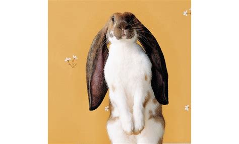 English Lop Rabbit: First Of All Lop Ear Rabbits With The Longest Ears ...