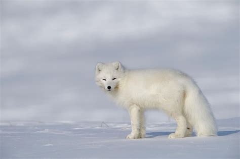 Premium Photo | Arctic fox with winter coat