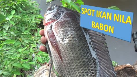 Berburu Ikan Di Rawa Rawa Paser Ikan Nila Youtube